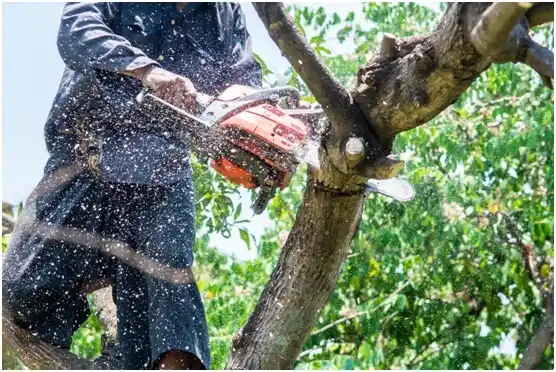 tree services Homer City